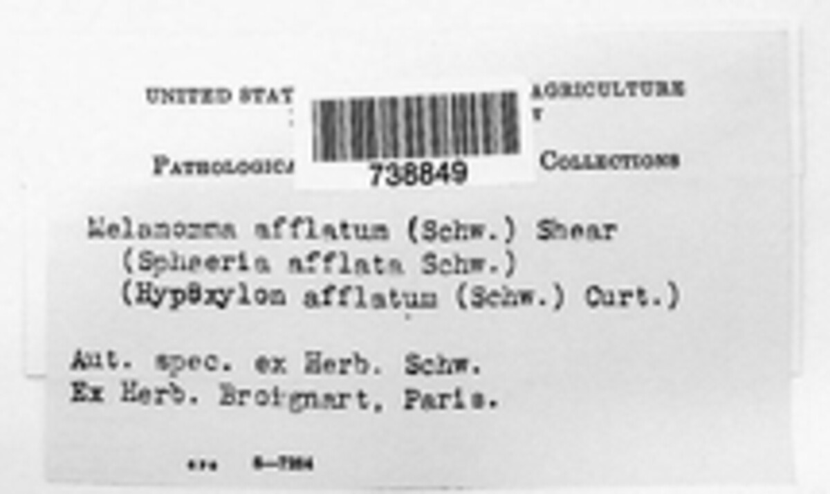 Melanomma afflatum image